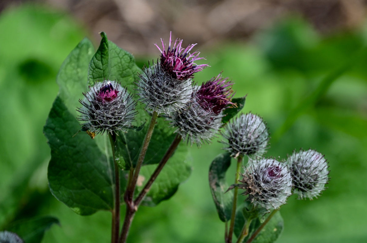 Image of Arctium tomentosum specimen.