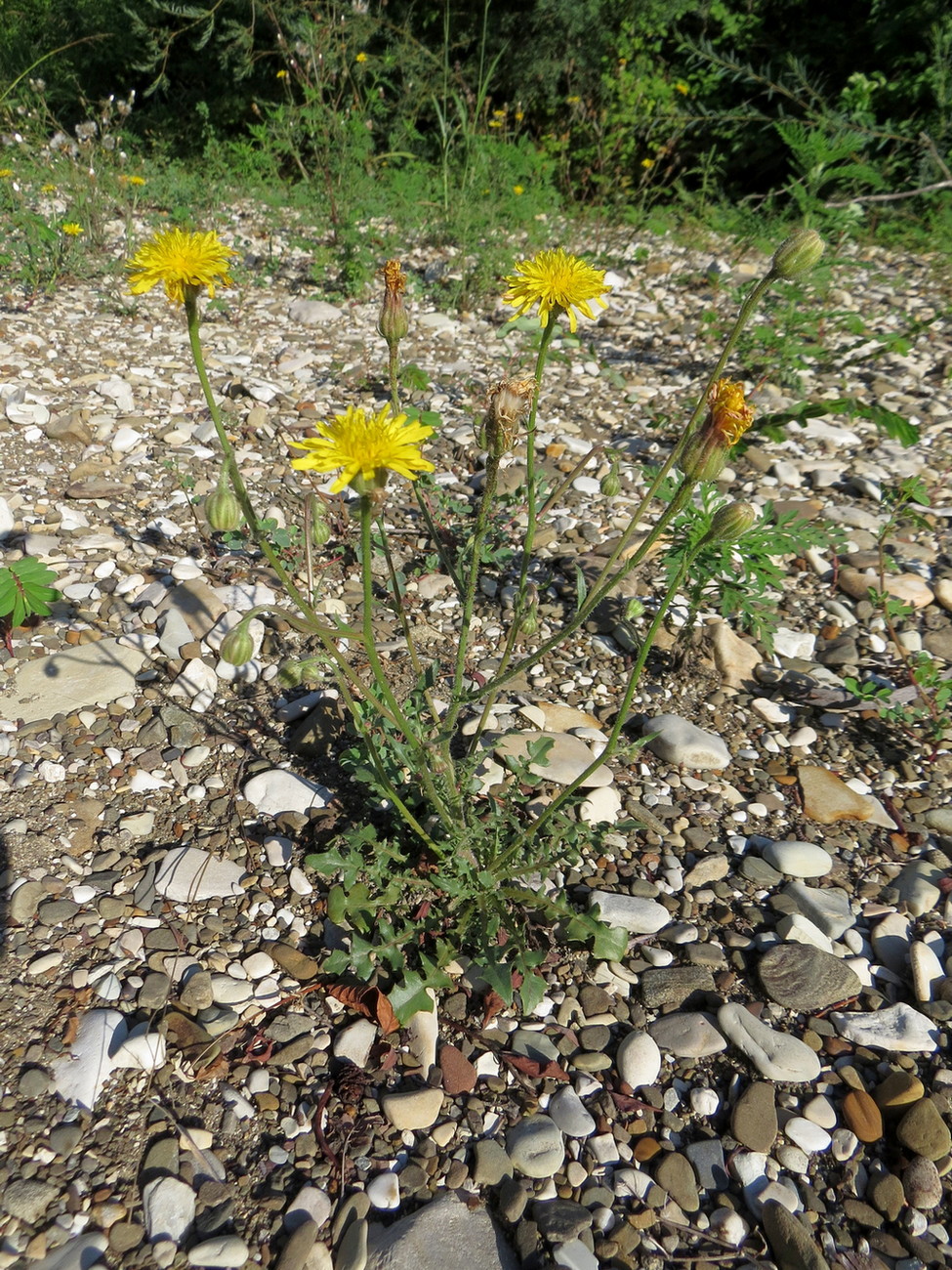 Image of Crepis foetida specimen.