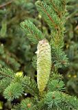 Picea abies