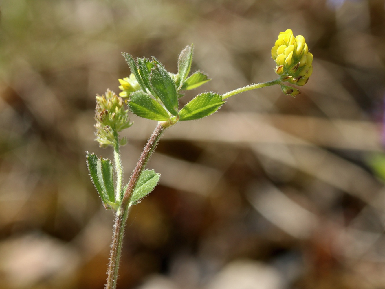 Изображение особи Medicago lupulina.