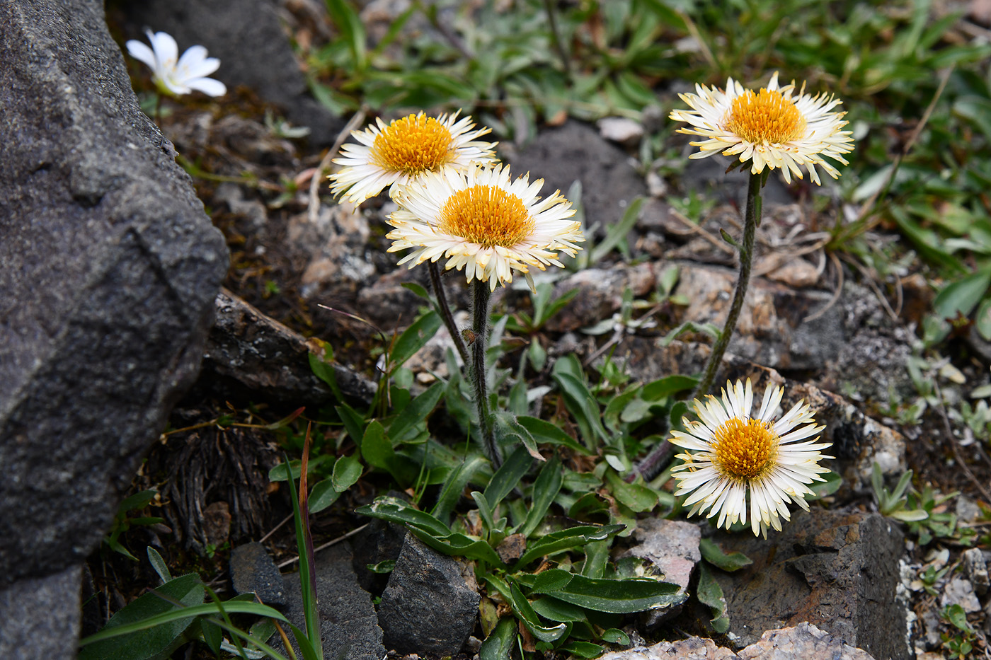 Изображение особи Erigeron lachnocephalus.