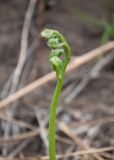 Pteridium japonicum