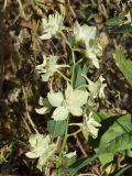 Delphinium semibarbatum