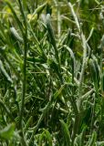 Смотреть изображение Sterigmostemum caspicum