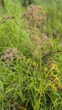Thyselium palustre