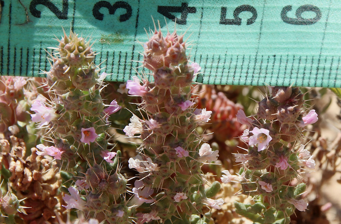 Image of Coris monspeliensis ssp. strossiae specimen.