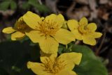 Caltha silvestris. Цветки. Приморский край, Шкотовский р-н, окр. пос. Подъяпольск, широколиственный лес, пойма ручья. 03.05.2025.