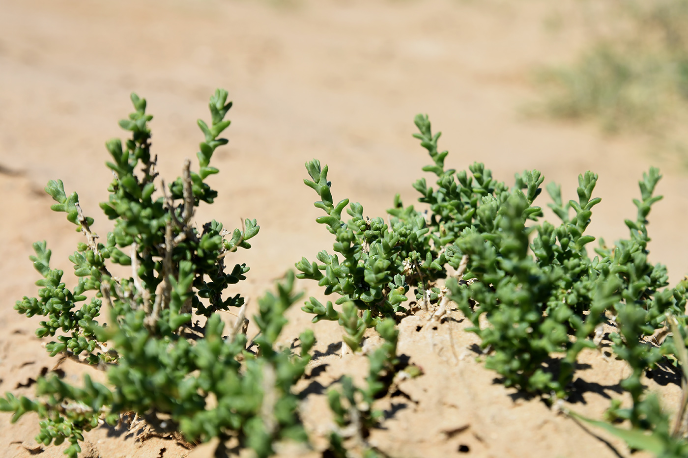 Image of familia Chenopodiaceae specimen.