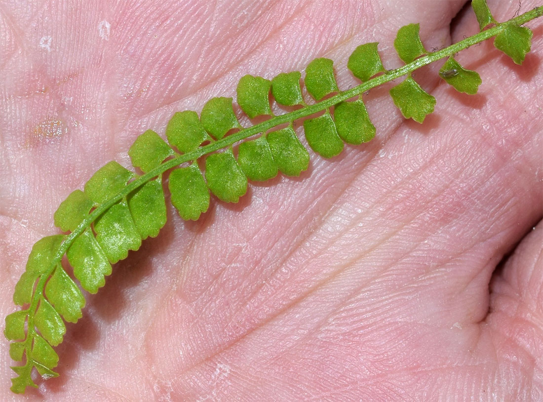 Image of Asplenium trichomanes specimen.