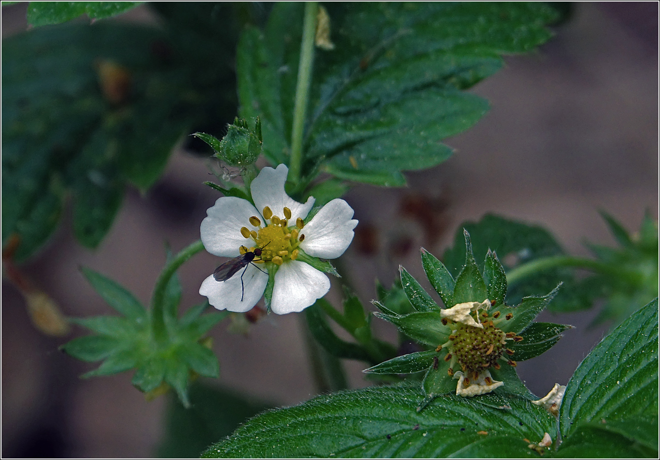 Image of Fragaria vesca specimen.