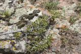 Rhamnus erythroxyloides. Ветвь. Турция, ил Карс, окр. г. Дигор, участок ущ. р. Дигор в 400 м ниже монастыря Хтзконк, левый борт ущелья, на скальном выходе. 19 мая 2025 г.
