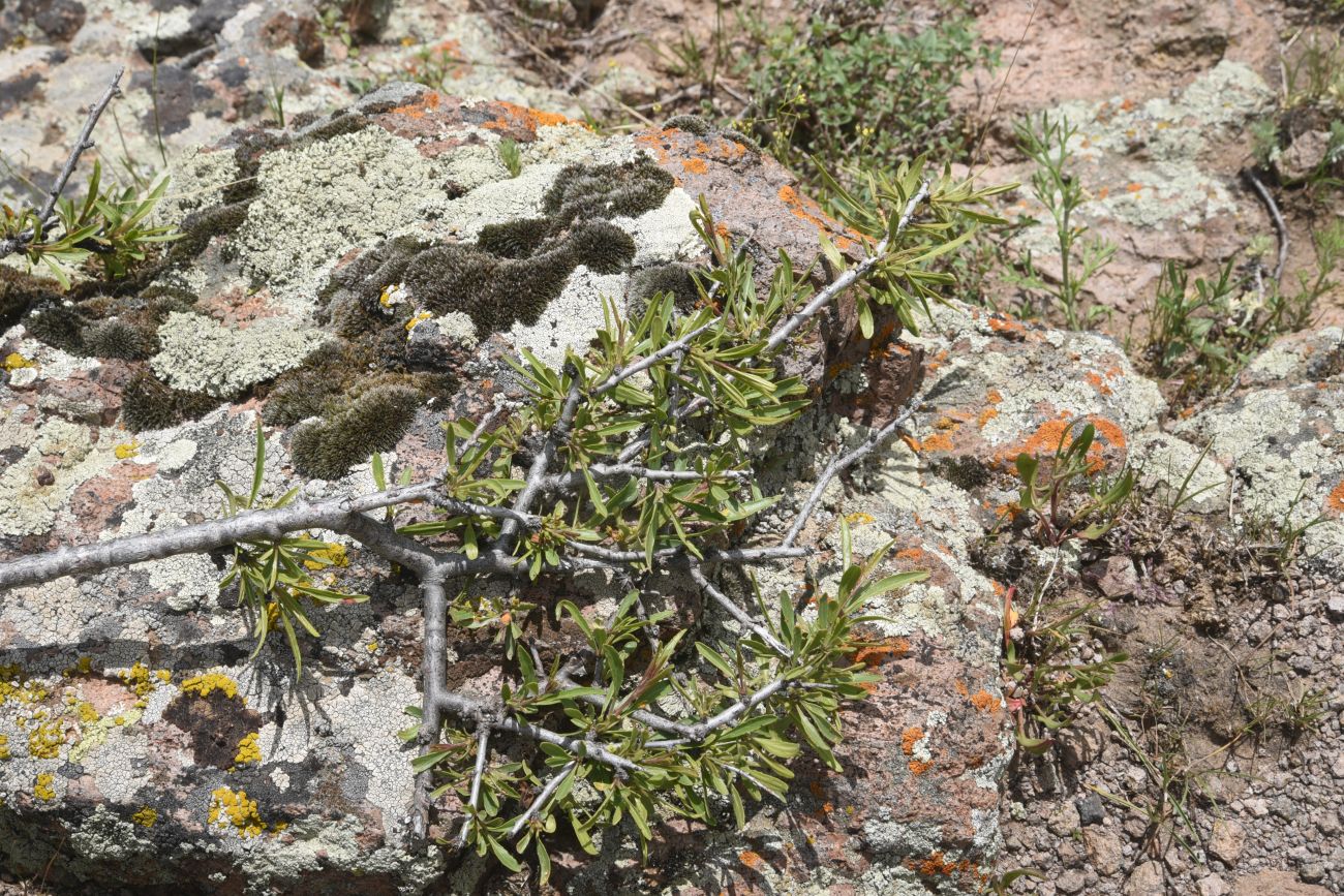 Image of Rhamnus erythroxyloides specimen.