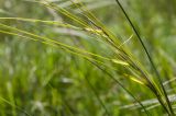 genus Stipa. Часть соплодия. Оренбургская обл., Саракташский р-н, Жёлтинский сельсовет, окр. Кандуровского карьера, каменистая степь. 29 мая 2024 г.