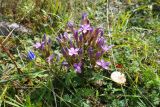 Gentianella biebersteinii