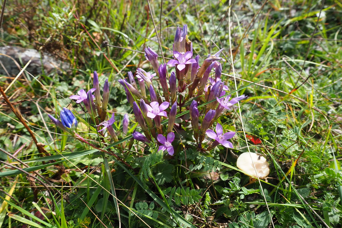 Image of Gentianella biebersteinii specimen.