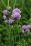 Allium schoenoprasum