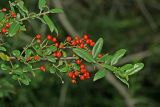 Pyracantha coccinea. Ветвь с плодами. Республика Абхазия, окр. г. Сухум, р. Гумиста. 26.08.2009.