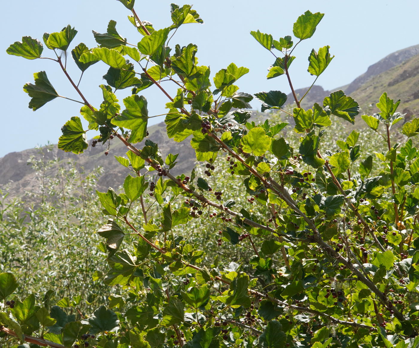 Image of Ribes meyeri specimen.