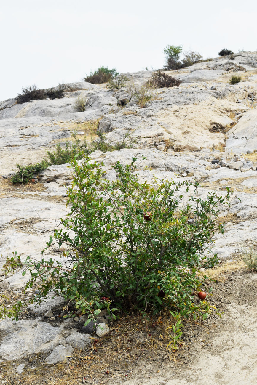Image of Punica granatum specimen.