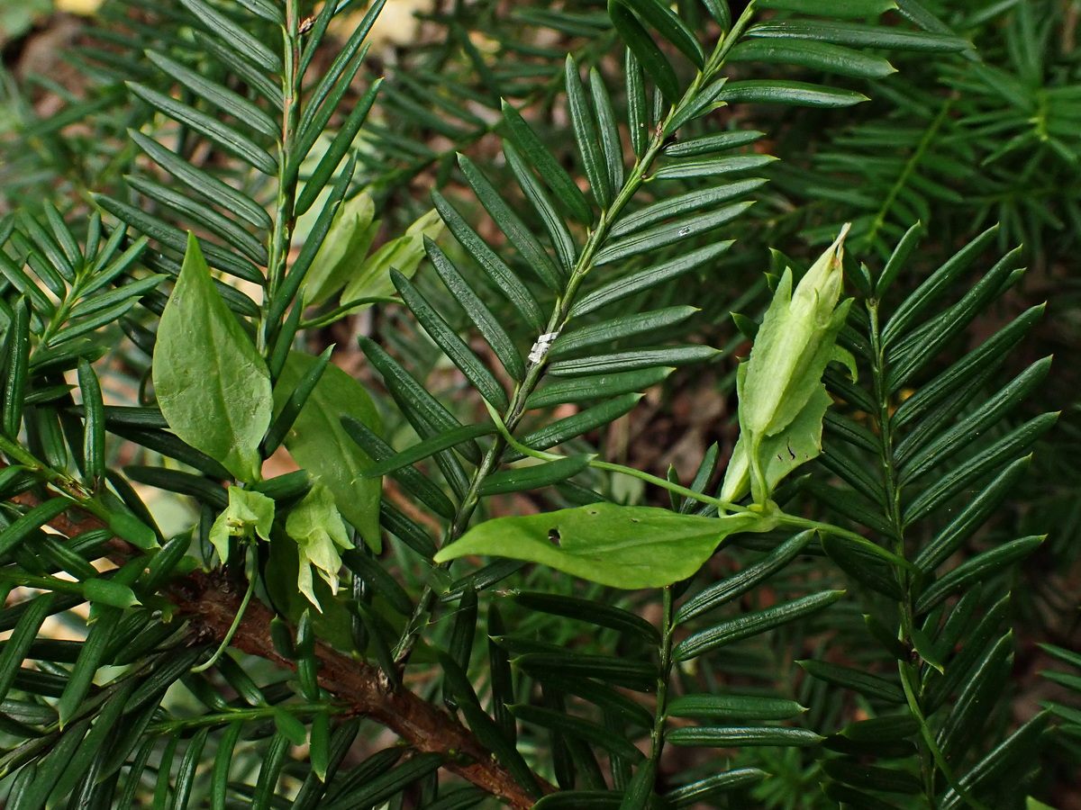 Image of Crawfurdia volubilis specimen.