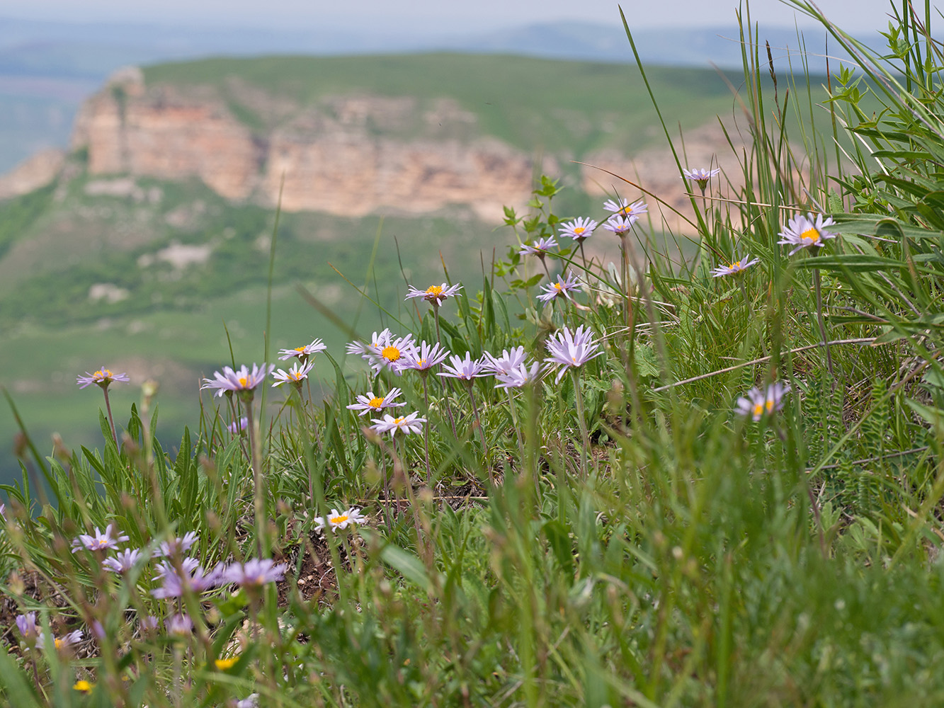 Изображение особи Aster alpinus.