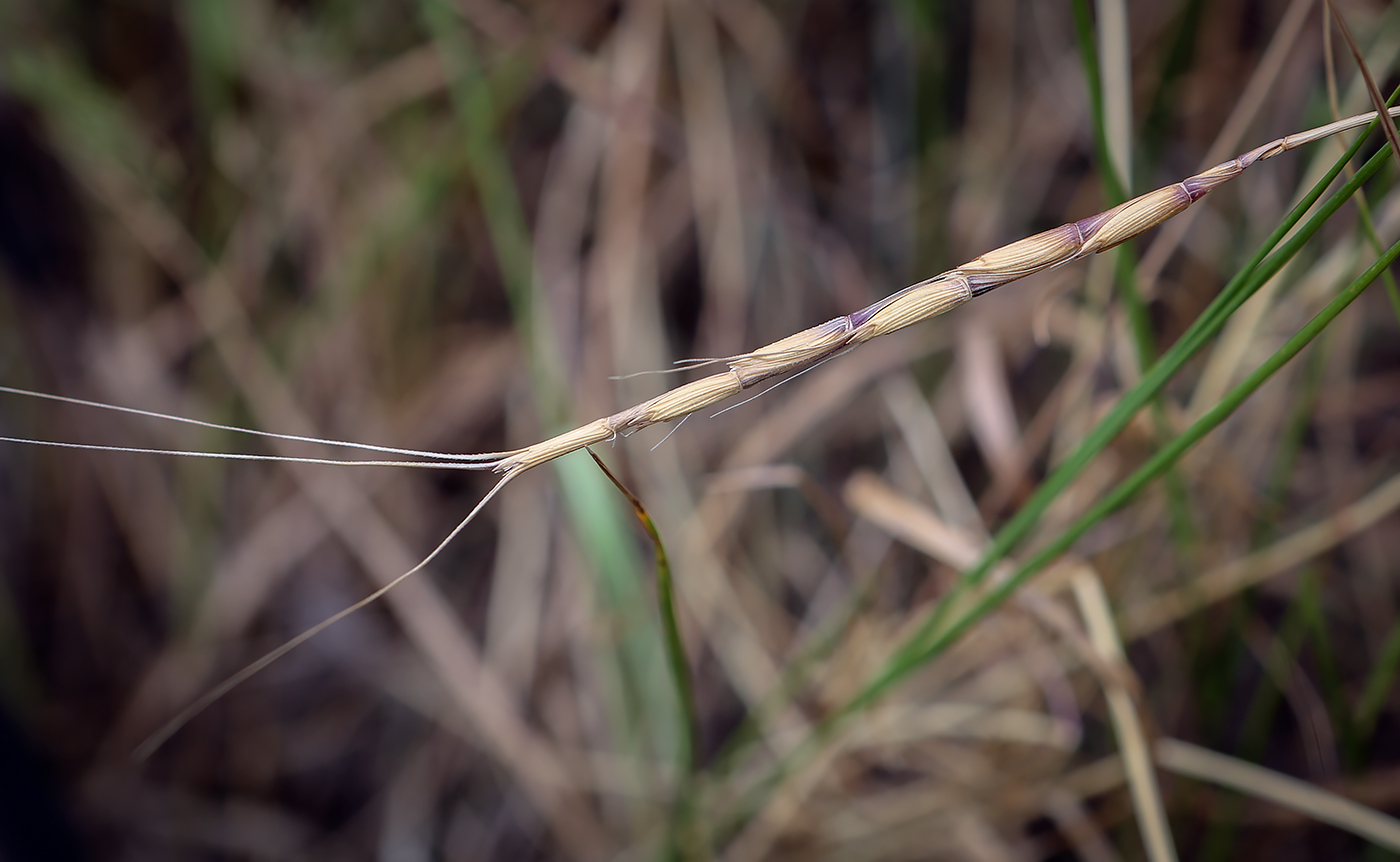 Изображение особи Aegilops cylindrica.