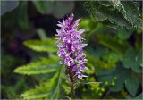 Dactylorhiza baltica