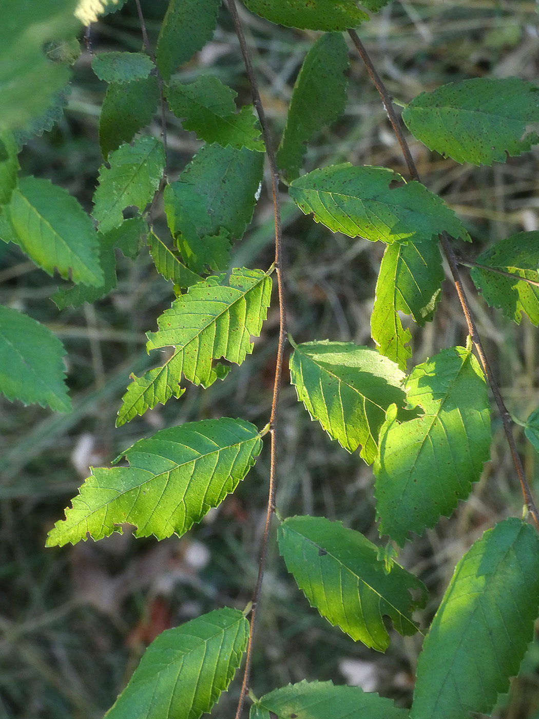 Image of Ulmus pumila specimen.