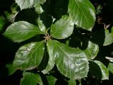 Crataegus punctata