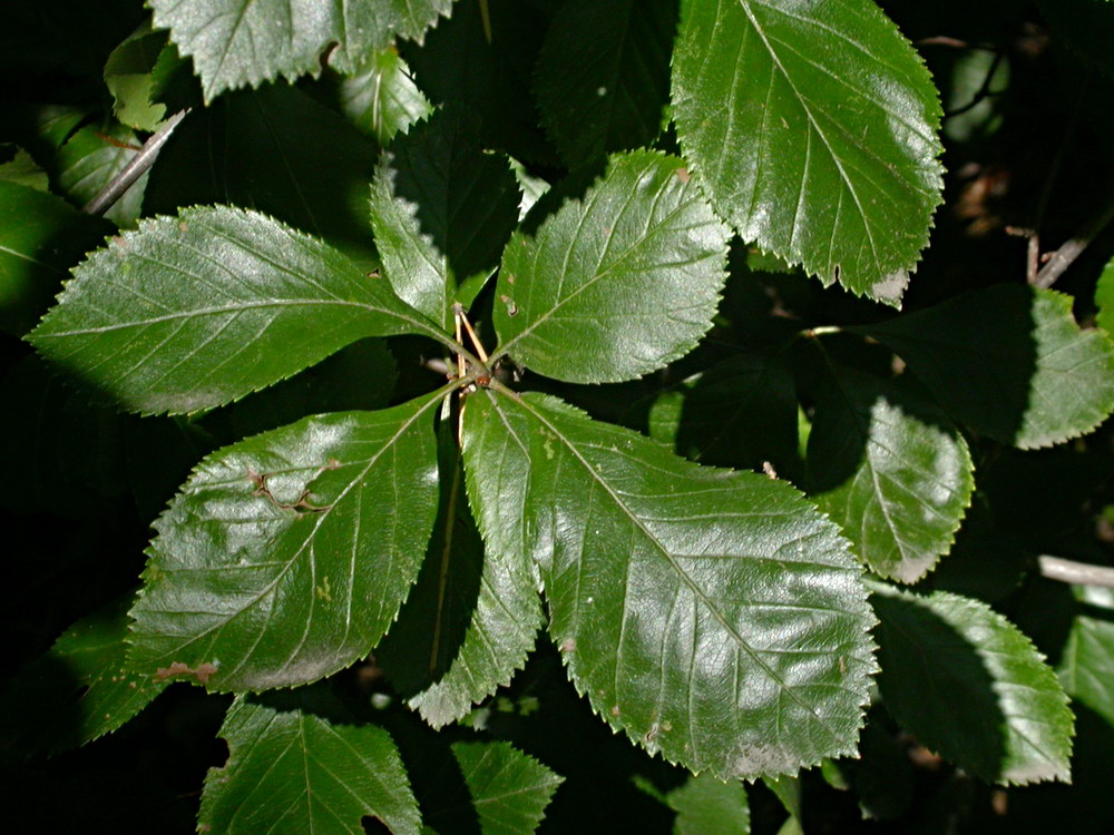 Изображение особи Crataegus punctata.