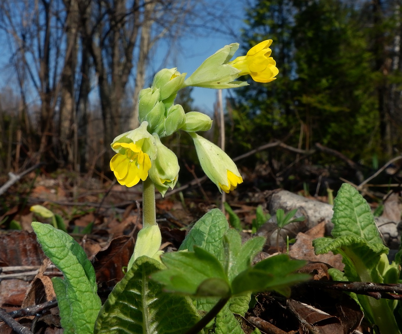 Image of Primula macrocalyx specimen.