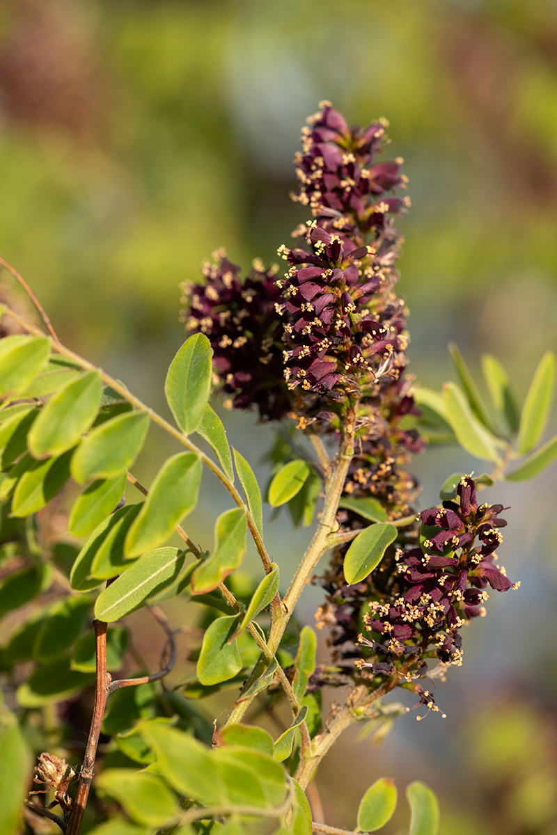 Изображение особи Amorpha fruticosa.