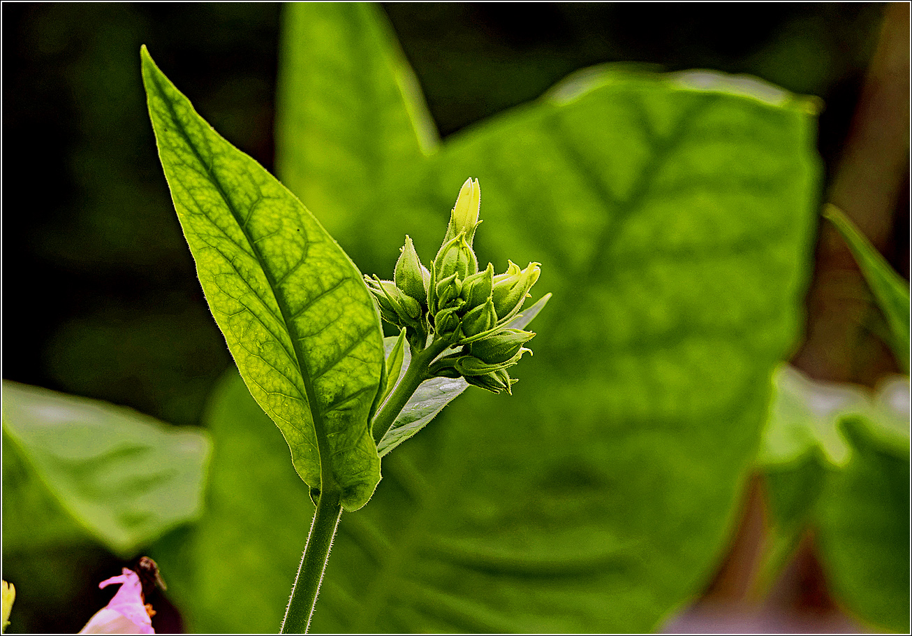 Image of Nicotiana tabacum specimen.