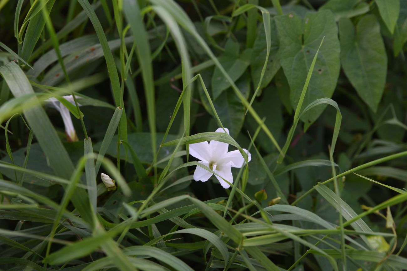 Изображение особи Convolvulus arvensis.