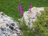 Polygala major. Цветущие растения. Карачаево-Черкесия, Зеленчукский р-н, гора Джангур, ≈ 1500 м н.у.м., в расщелине известняковой скалы. 04.06.2025.