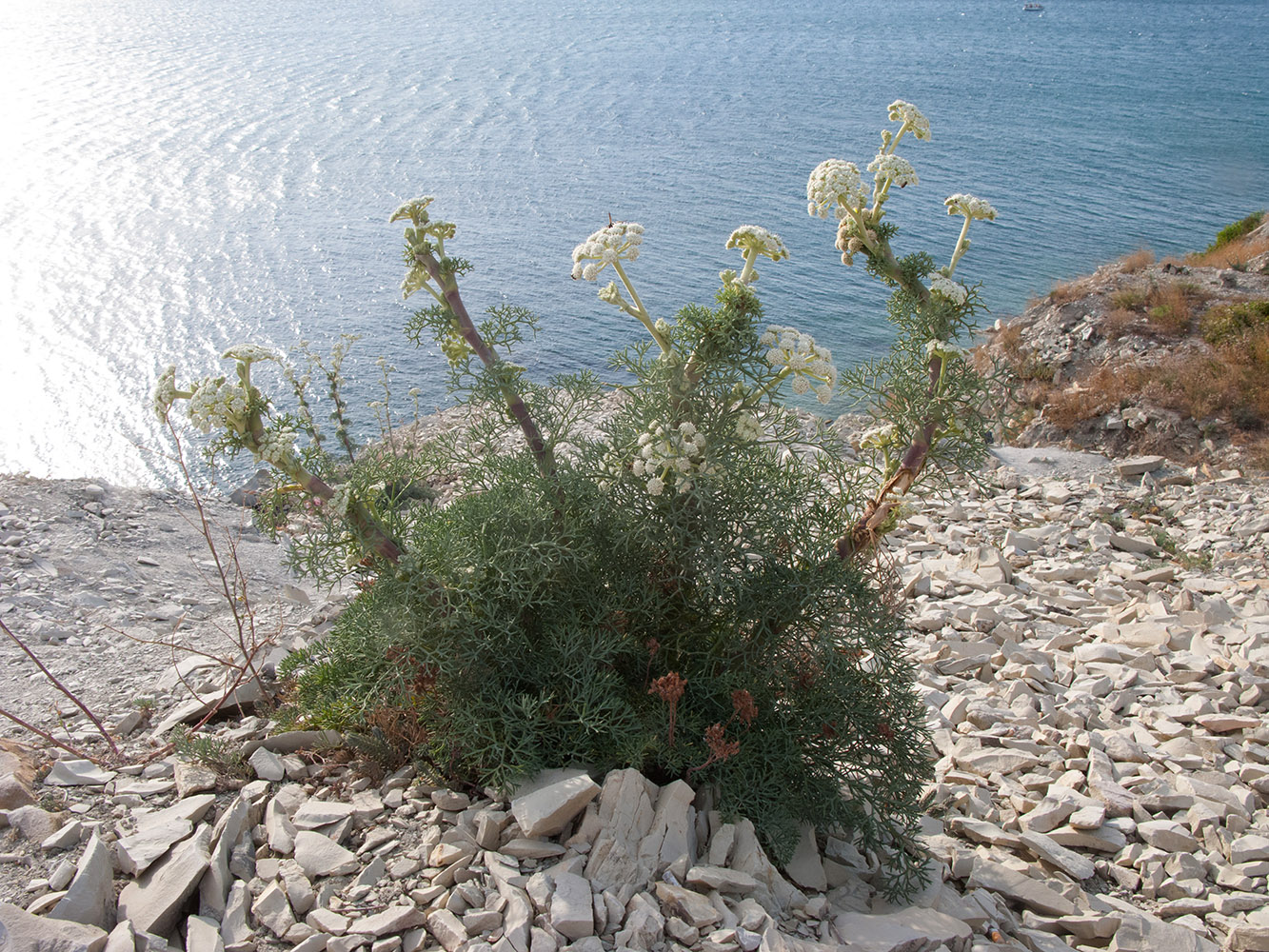 Изображение особи Seseli ponticum.