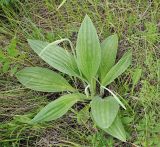 Plantago urvillei. Вегетирующее растение с формирующимися соцветиями. Ульяновская обл., Мелекесский р-н, окр. пос. Вишенка, Медвежий овраг, разнотравная степь на склоне. 06.06.2024.