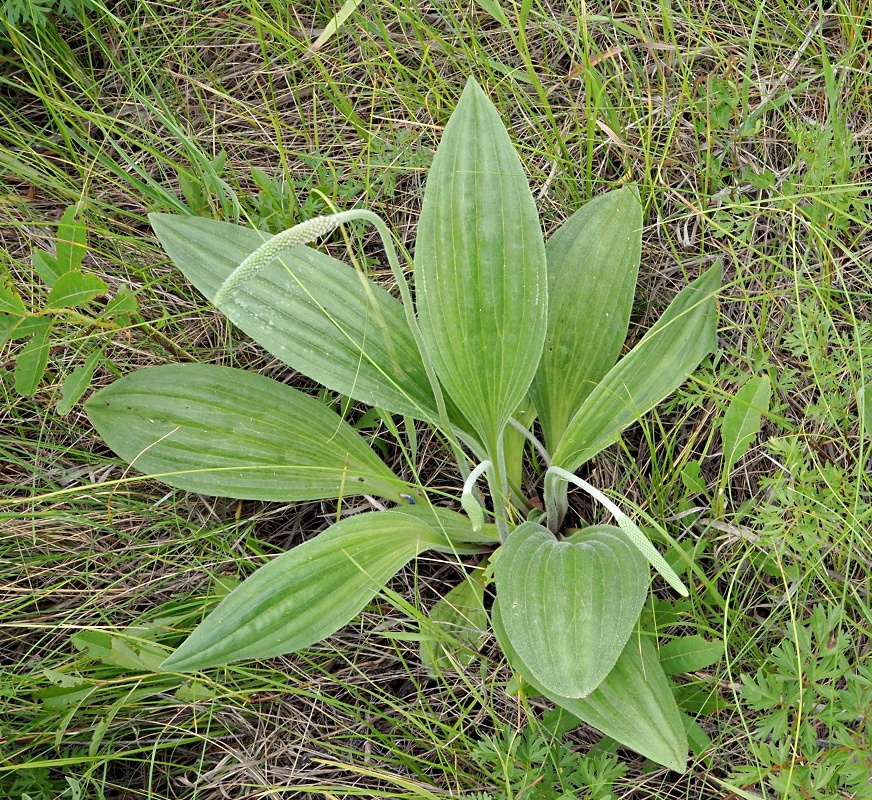 Image of Plantago urvillei specimen.