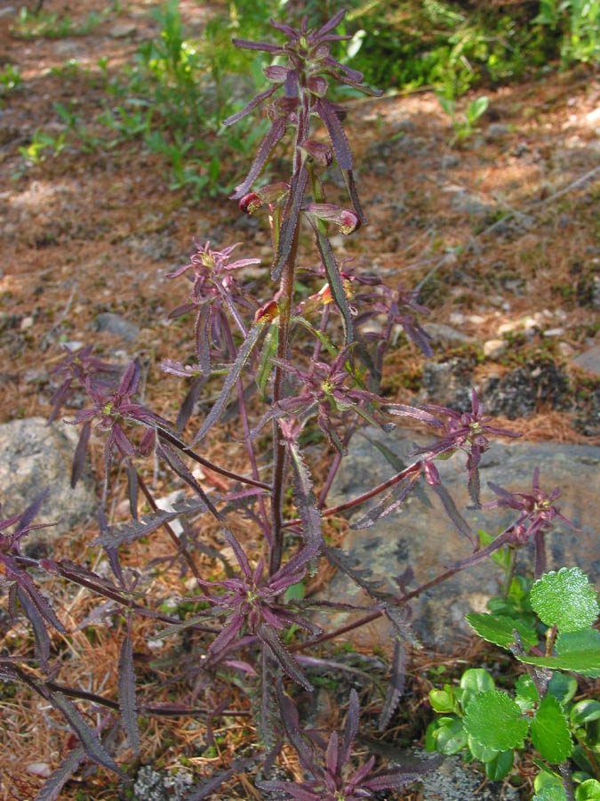 Изображение особи Pedicularis labradorica.