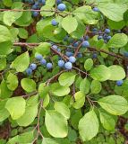 Prunus spinosa. Ветви с плодами. Краснодарский край, Туапсинский муниципальный округ, Новомихайловское городское поселение, тропа на гору Лысая. 06.08.2024.