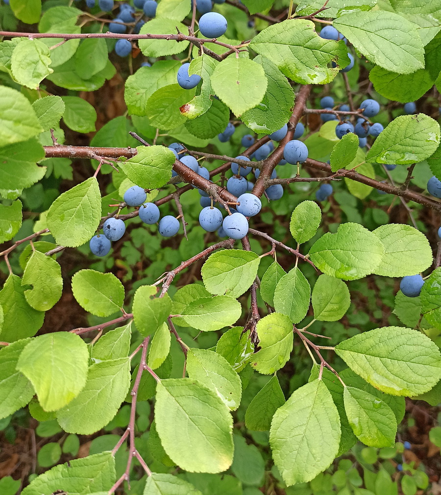 Изображение особи Prunus spinosa.