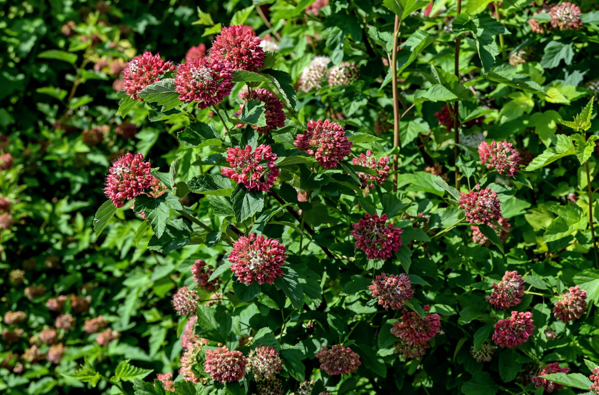 Image of Physocarpus opulifolius specimen.