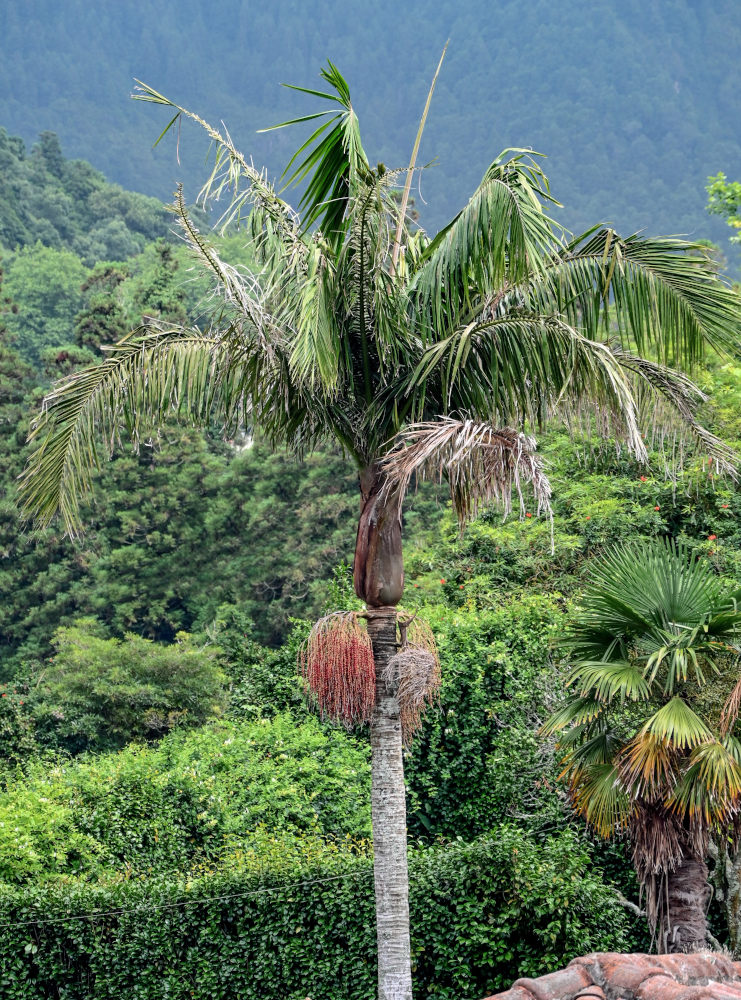 Изображение особи Archontophoenix alexandrae.