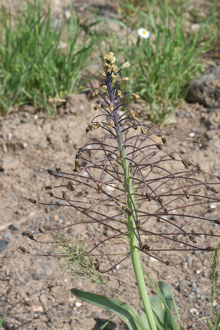 Изображение особи Bellevalia speciosa.
