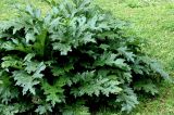 Acanthus mollis