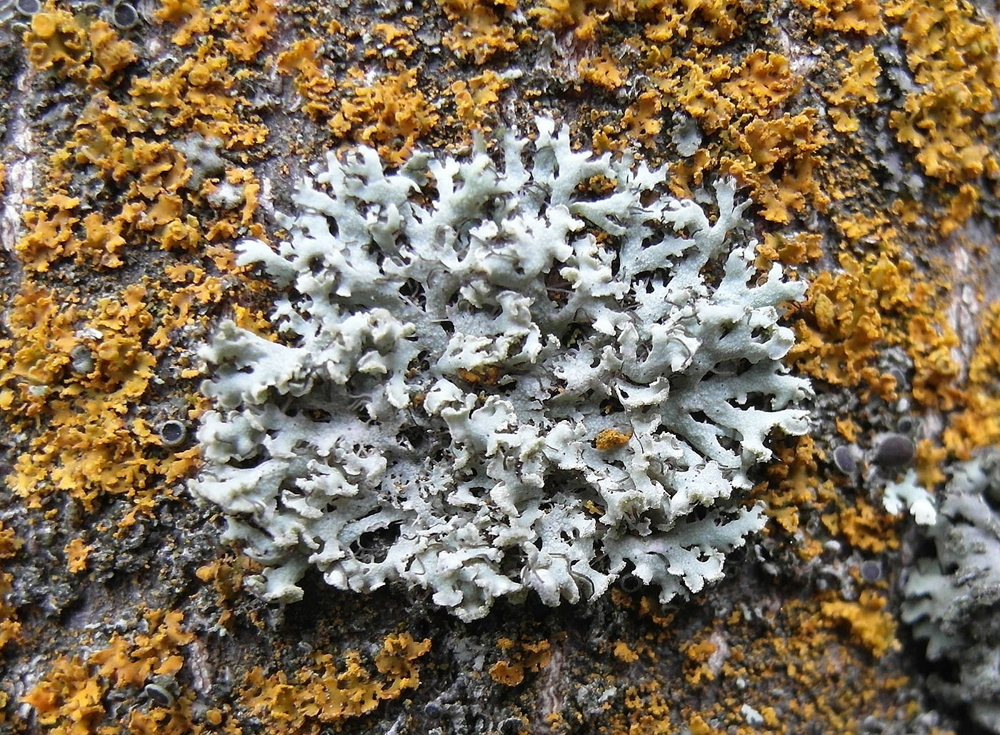 Image of Physcia tenella specimen.
