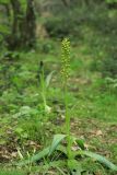 Orchis punctulata