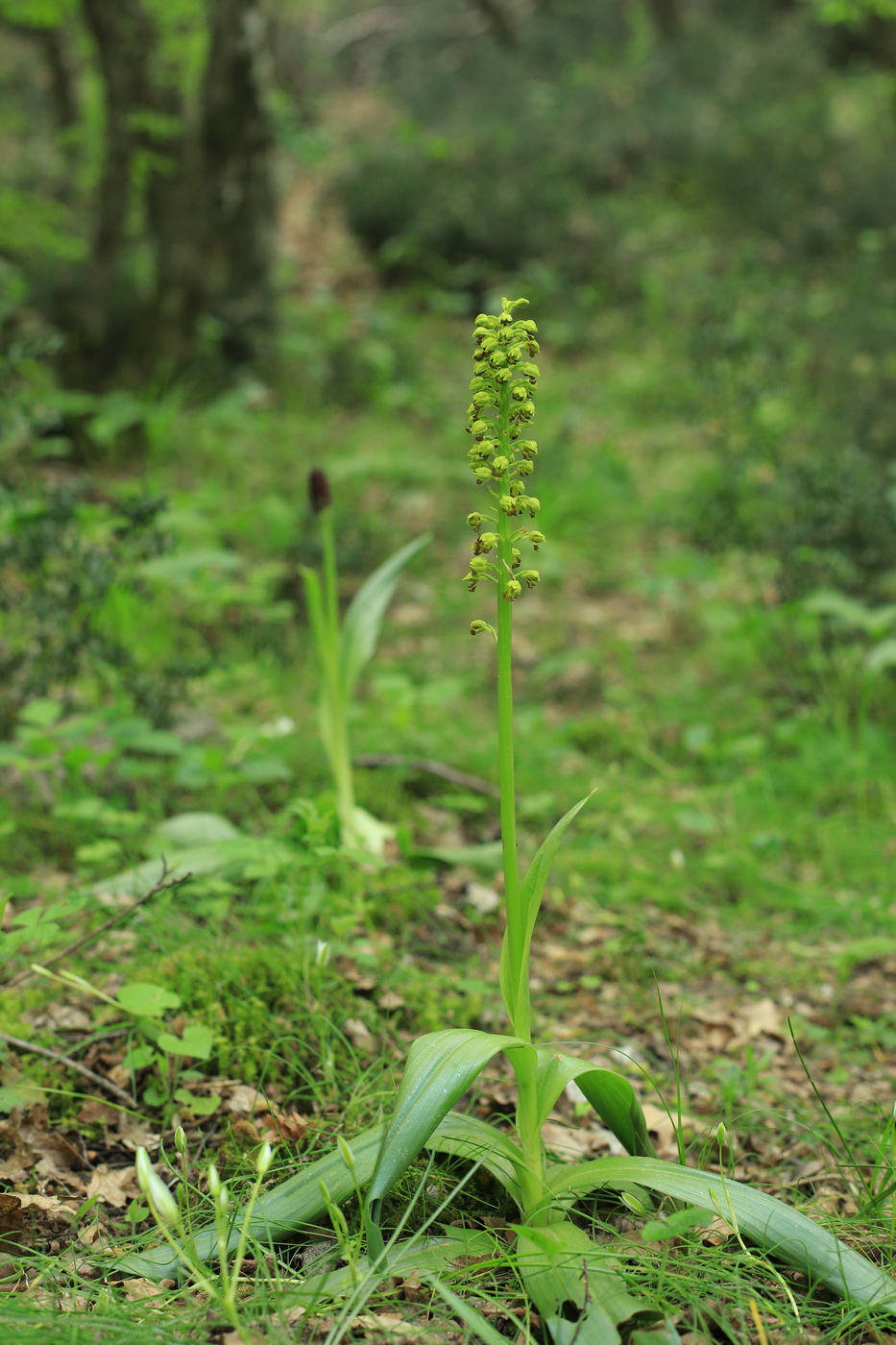 Image of Orchis punctulata specimen.