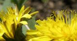 genus Taraxacum