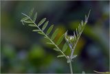 Vicia sepium. Верхушка побега с развивающимися листьями. Московская обл., Раменский р-н, окр. дер. Хрипань, садовый участок. 14.06.2026.
